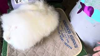 Shearing angora rabbit wool MRS Bohemian Rhapsody [upl. by Grover]