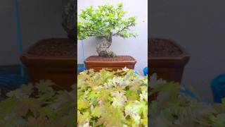 Ulmus Parvifolia amp Acer Palmatum bonsai 🌱 [upl. by Vasiliki]