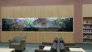 ABC Aquarium Paludarium Project Town of Greece NY Library [upl. by Neltiac]