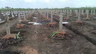 New red dragon fruit production in Vietnam  preparing branches and soil [upl. by Hoopes]