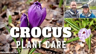 💜 Crocus Care  Growing Crocus  SGD 337 💜 [upl. by Hertzfeld49]