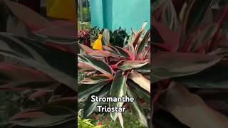 Stromanthe Triostar or Stromanthe sanguinea Triostar 🪴☘️❤️💚 love plants 🪴🌱💚❤️ [upl. by Hussein644]