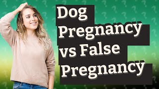 How to tell if your dog is pregnant or a false pregnancy [upl. by Tereb]