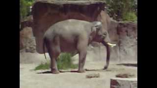 St Louis Zoo  Raja the Elephant [upl. by Akram554]