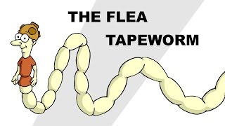 The Flea Tapeworm Dipylidium caninum  Plain and Simple [upl. by Akinnor91]