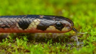 Striped Coral Snake  A Rare and Highly venomous snake from Western Ghats [upl. by Lindeberg]