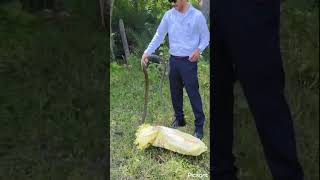 Rat Kill snake 😱  Dhaman Saap🪱  Big size dhaman  Rescue Rat Kill snake shorts snake vlog [upl. by Rennold739]