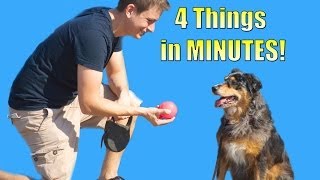 How to Teach your Dog to do 4 things in Minutes Roll over Play dead Sit Lie down [upl. by Gal547]