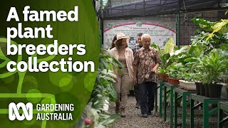 A plant breeder behind some of the world’s best cultivars  Indonesia Special  Gardening Australia [upl. by Onateyac932]