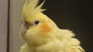 Cockatiel Bajirao preening his features 🐥 [upl. by Alton]