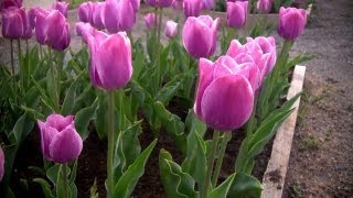 How to Grow Tulips  At Home With P Allen Smith [upl. by Dagley]