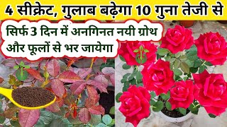 Rose plant growing tipsRose plant careHow to get maximum growth on rose plantगुलाब greenhouse1 [upl. by Sair992]