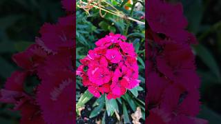 Diánthus barbátus🇹🇷 dianthus flowers flower potsdam [upl. by Kath]