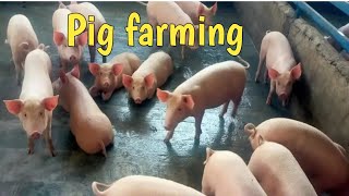 piggery farm Pig farming [upl. by Loggia371]