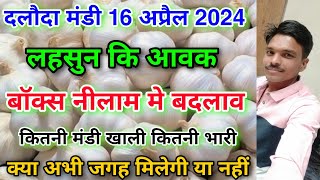 दलौदा मंडी 16 अप्रैल 2024 कि लहसुन कि आवक garlic arrival today daloda mandi aaj ki lahsun aavk [upl. by Lezned]