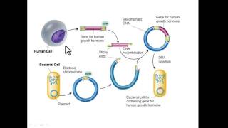 Recombinant DNA [upl. by Lombardy]