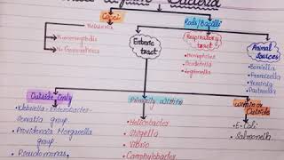 Gram Negative Bacteria mnemonic [upl. by Sajovich]