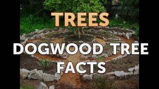 Dogwood Tree Facts [upl. by Ardekan]