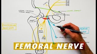 Femoral Nerve branches  Anatomy Tutorial [upl. by Yborian548]