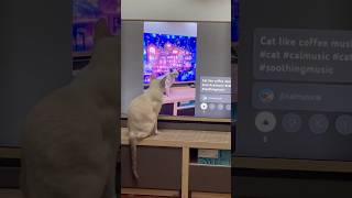 How do cats react when they see themselves on TVshorts cat calmusic catwatch [upl. by Broddy914]