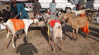 Makkhi Chini Gabaan Bakriyan  Beetle Nagra Breeder  Desi Bachoo Wali Bakriyan Bakra Mandi [upl. by Gomar]