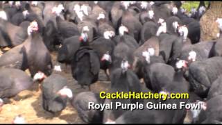 Royal Purple Guinea Fowl Breeder Flock  Cackle Hatchery [upl. by Cirone312]