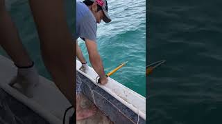 Amazing Grouper fishing with live bait Part 1 [upl. by Os]