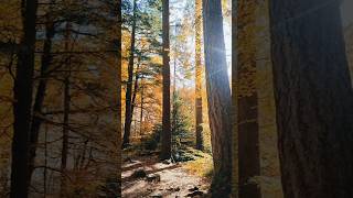 The Hermitage Scotland Love Always Wins by CelestialUnicorn on piano scotland piano autumn [upl. by Llehcsreh244]