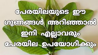 പേരയിലയുടെ അത്ഭുതപെടുത്തുന്ന ഉപയോഗങ്ങൾ  Uses Of Guava Leafs In Daily Life [upl. by Otreblif]