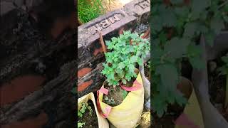 Chrysanthemum plant main kali a gayi 🪴✨ terrace flowers viralvideo garden chrysanthemumplants [upl. by Rednas]