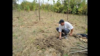 Plantare butasi paulownia toamna 2018 [upl. by Ralston]