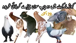 Mandi Main Double Chapp Karbalai Soon cheera kabootar aur Laray Howay kabootar Khredo Arshee pigeons [upl. by Heidie]