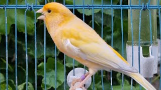 Long Sounds Canary Bird Singing Song For Training Canaries [upl. by Cumine797]