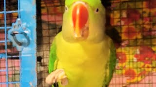 Parrot dipankar॥ Parrot talking॥ Parrot sound॥ tote ki awaaz॥ mitthu ki kahani॥ Live [upl. by Atteuqram]