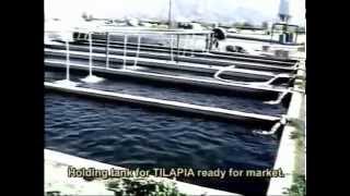 002 INTENSIVE TILAPIA FARMING  Coachella Valley Cal USA [upl. by Bird191]