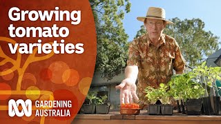 Tips for choosing and growing tomato varieties during winter  Gardening 101  Gardening Australia [upl. by Oelgnaed623]