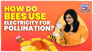 How Do Bees Use Electricity For Pollination  Learn Pollination  BYJUS Now We Know [upl. by Eltsyrk]