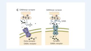 Structure and function of the GABAA receptor [upl. by Annawoj]