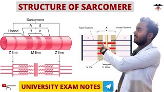 Sarcomere  Skeleton muscle  Muscle physiology [upl. by Nnyleak979]