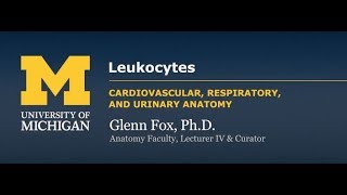 Leukocyte Structure Function and Pathologies [upl. by Tufts]