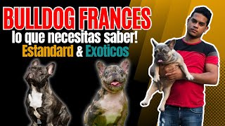 LOS BULLDOG FRANCES todo sobre los Estándar y los Exóticos [upl. by Paulina]