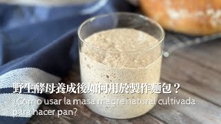 ¿Cómo usar la masa madre natural cultivada para hacer pan Qué tipo de harina ¿Qué proporción [upl. by Aivonas893]