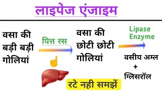 लाइपेज एंजाइम  Lipase Enzyme  Digestive Enzymes  Science Guru Ravi [upl. by Roice]