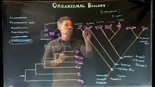 Comparing Phylogenetic trees and Cladograms [upl. by Yrellih17]