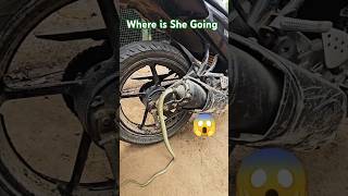 The Snake enter The Bike Silencer scary snake [upl. by Eenitsed]