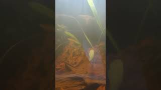 New Blackwater 20 Gallon Aquarium Full Look [upl. by Garwin]