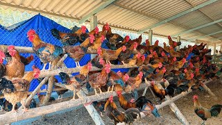 How To Raise Chicken I Miraculous Medicine For Preventing amp Treating Diseases In Chickens 🐓 [upl. by Isman167]