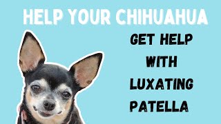 Chihuahua Luxating Patella [upl. by Cousins511]