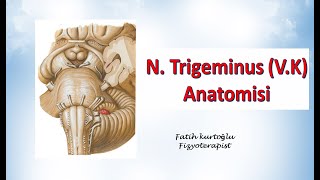 Nervus Trigeminus  Neuroanatomy  Nöroanatomi Konu Anlatımı 19 [upl. by Halford]