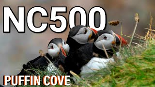 NC500 Must see places Puffin Cove a must see hidden gem [upl. by Neerroc244]